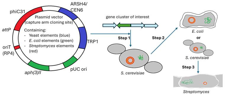 https://cdn.ncbi.nlm.nih.gov/pmc/blobs/54fa/11755657/bc9f22828d45/biotech-14-00003-g006.jpg