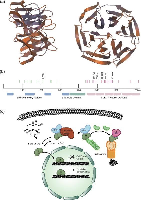 https://cdn.ncbi.nlm.nih.gov/pmc/blobs/5501/4283579/ec74a51250d7/13059_2014_544_Fig3_HTML.jpg
