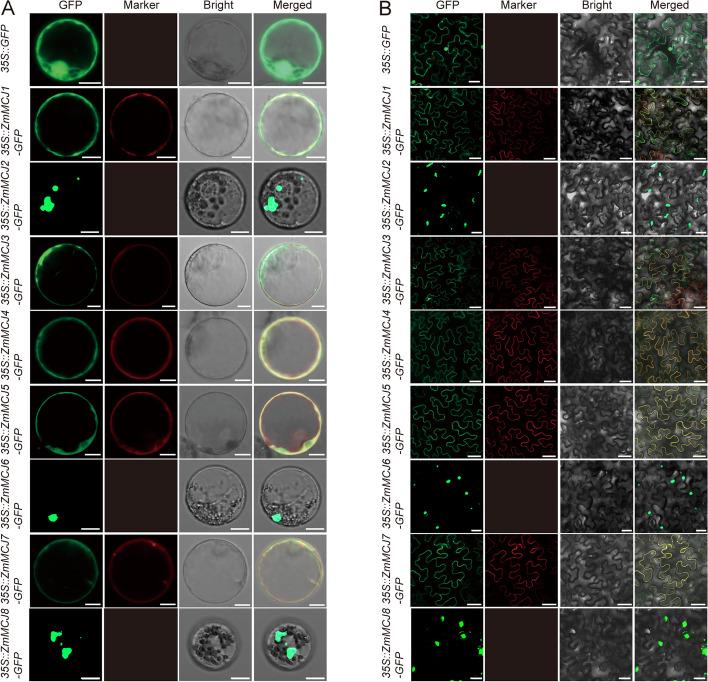 https://cdn.ncbi.nlm.nih.gov/pmc/blobs/5503/11227246/061b8967ace5/12870_2024_5354_Fig6_HTML.jpg