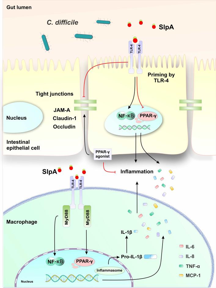 https://cdn.ncbi.nlm.nih.gov/pmc/blobs/5506/11686163/897070f1a9c0/41598_2024_83815_Fig7_HTML.jpg