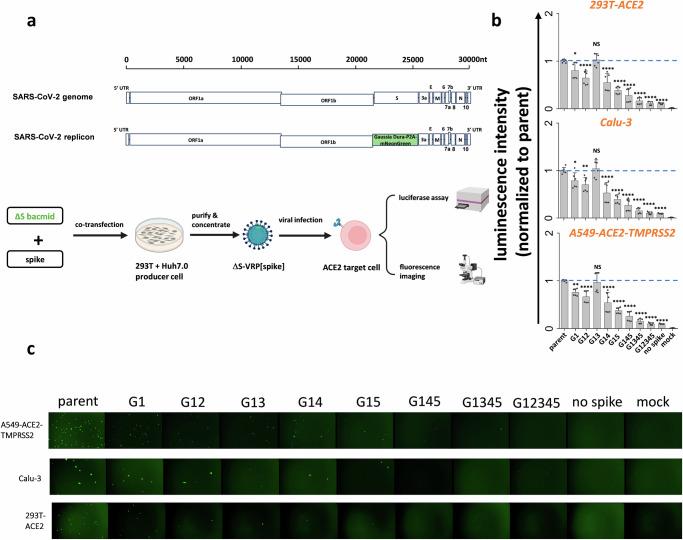https://cdn.ncbi.nlm.nih.gov/pmc/blobs/5506/11762317/e71e242a1587/44298_2024_85_Fig4_HTML.jpg