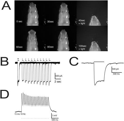 https://cdn.ncbi.nlm.nih.gov/pmc/blobs/5506/2660433/956f569e96de/pone.0005100.g001.jpg