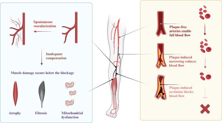 https://cdn.ncbi.nlm.nih.gov/pmc/blobs/5508/11823048/e312f1b36880/12951_2025_3140_Fig2_HTML.jpg