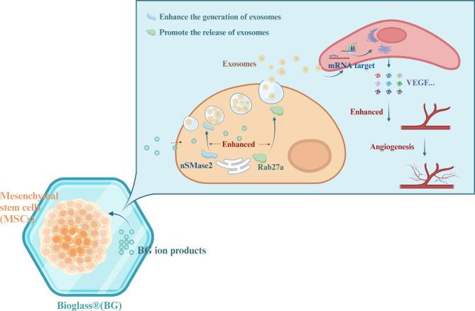 https://cdn.ncbi.nlm.nih.gov/pmc/blobs/5508/11823048/e87e2cbdc8f7/12951_2025_3140_Fig9_HTML.jpg
