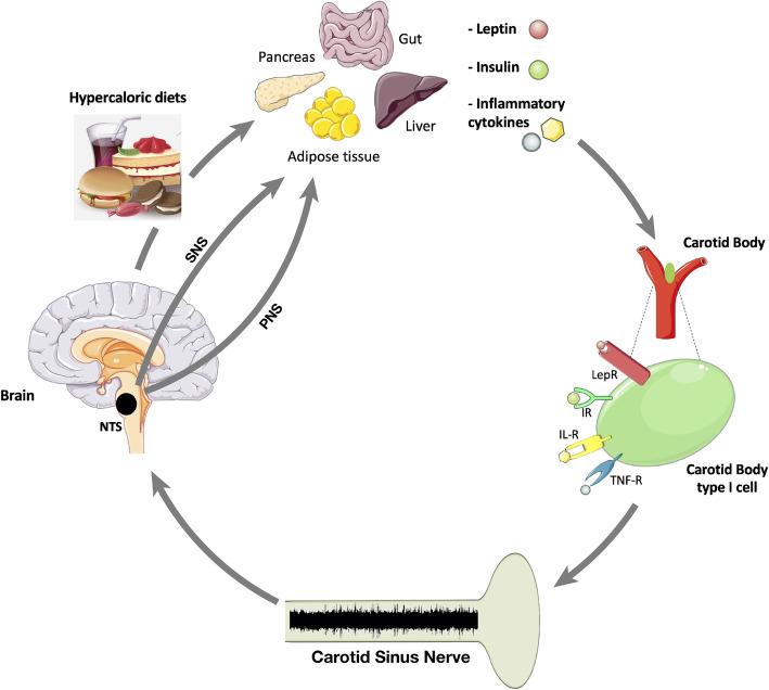 https://cdn.ncbi.nlm.nih.gov/pmc/blobs/5508/7756955/5eb4d77249e8/42234_2020_61_Fig2_HTML.jpg