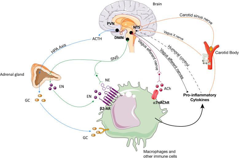 https://cdn.ncbi.nlm.nih.gov/pmc/blobs/5508/7756955/80fb23b3936a/42234_2020_61_Fig1_HTML.jpg