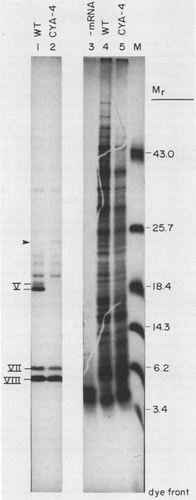 https://cdn.ncbi.nlm.nih.gov/pmc/blobs/550a/362633/5f9dd11feb2a/molcellb00050-0227-b.jpg