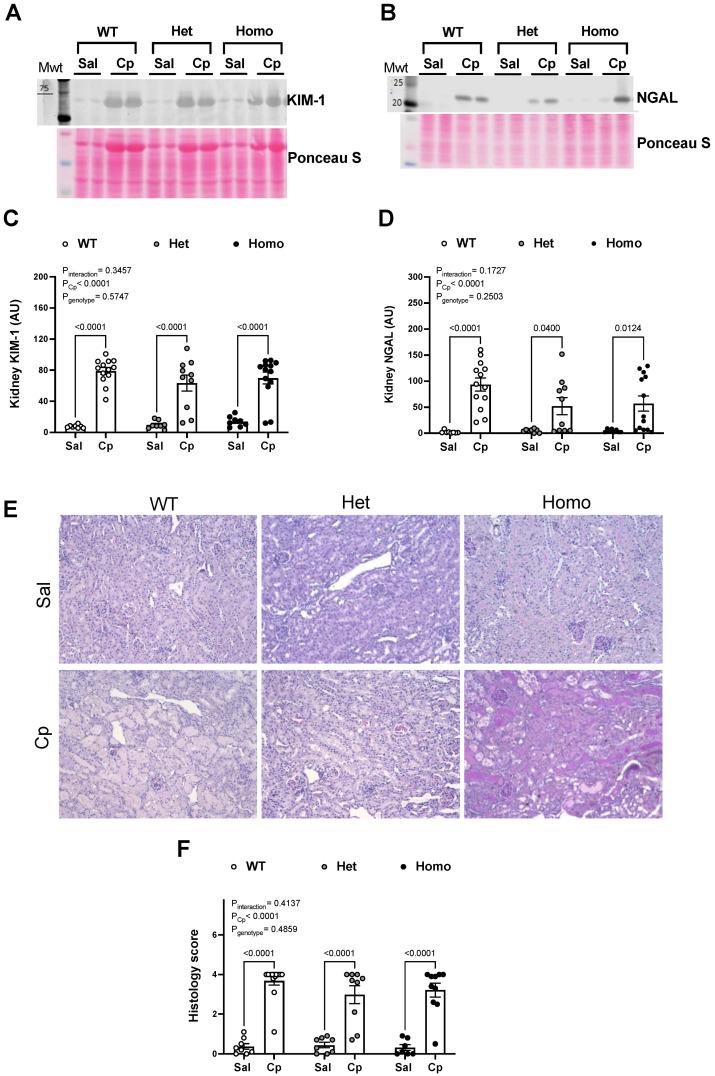 https://cdn.ncbi.nlm.nih.gov/pmc/blobs/550d/9368456/8167c8fee944/ijms-23-08284-g003.jpg