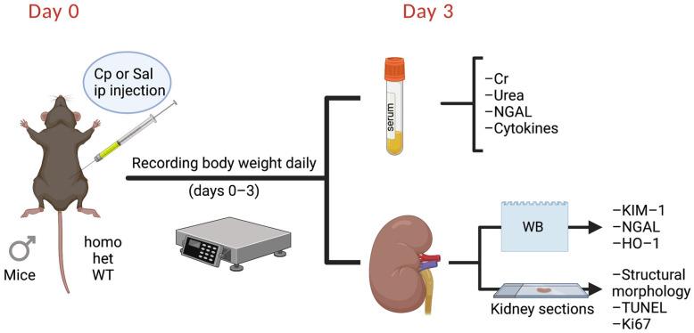 https://cdn.ncbi.nlm.nih.gov/pmc/blobs/550d/9368456/f060ba12c686/ijms-23-08284-g007.jpg