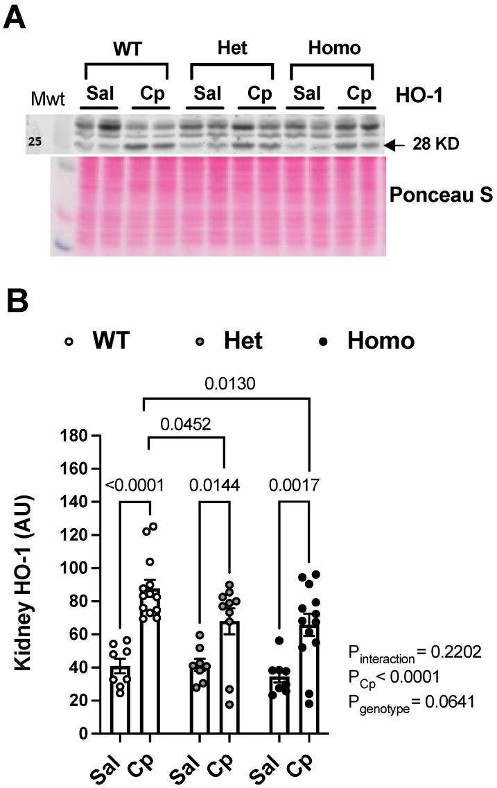 https://cdn.ncbi.nlm.nih.gov/pmc/blobs/550d/9368456/f9615108696c/ijms-23-08284-g005.jpg