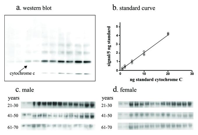 https://cdn.ncbi.nlm.nih.gov/pmc/blobs/5511/2806040/e33801276a72/aging-01-652-g003.jpg
