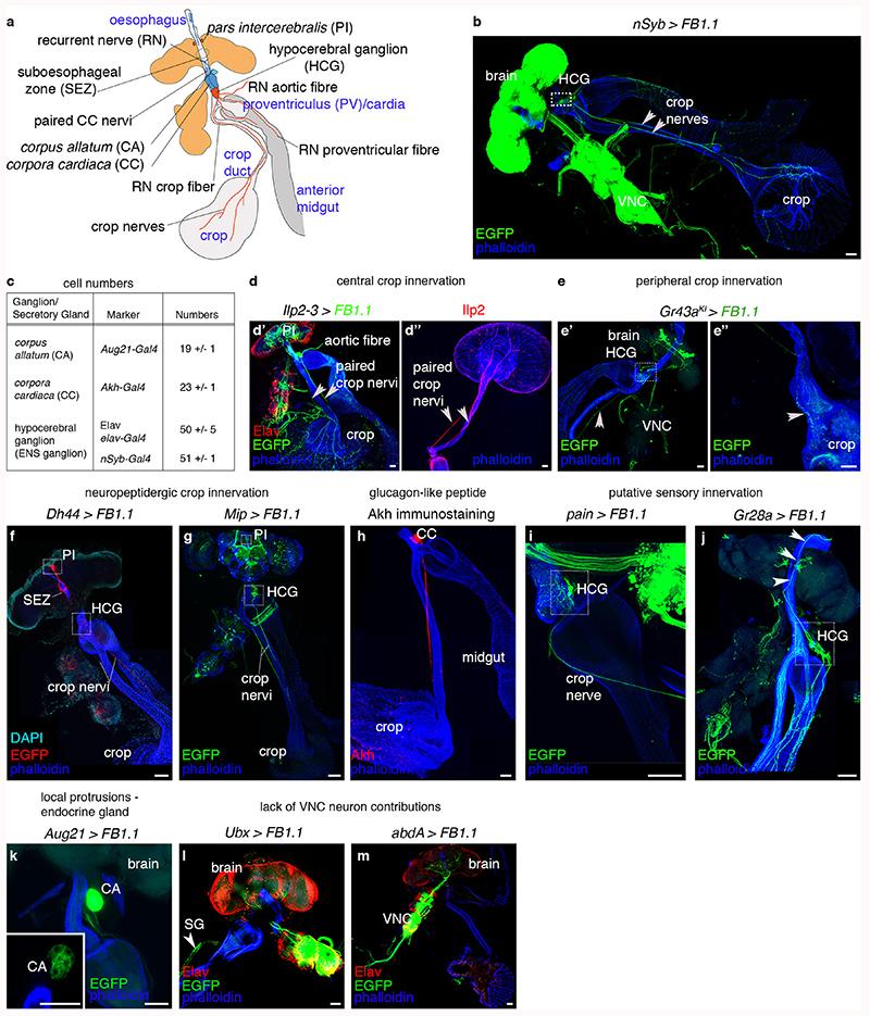 https://cdn.ncbi.nlm.nih.gov/pmc/blobs/5511/7610780/20b8d386cd04/EMS117267-f005.jpg