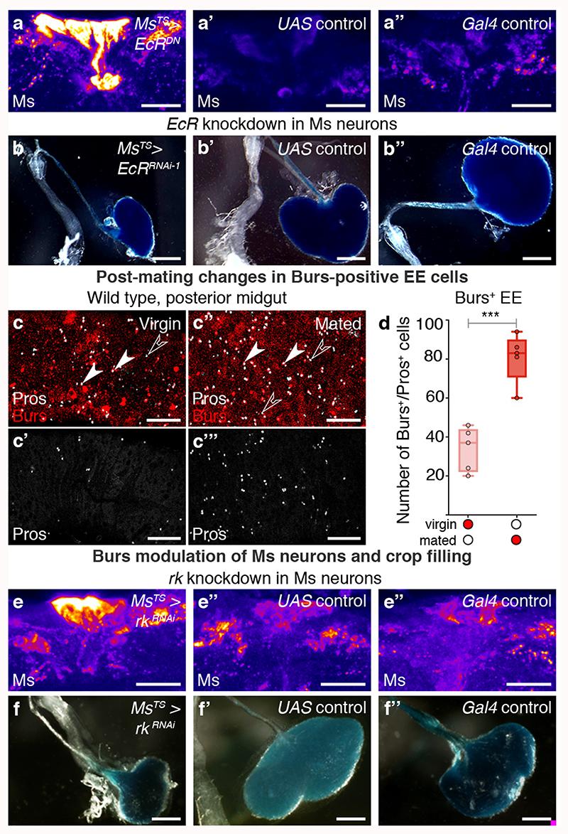 https://cdn.ncbi.nlm.nih.gov/pmc/blobs/5511/7610780/7429d27f4791/EMS117267-f003.jpg