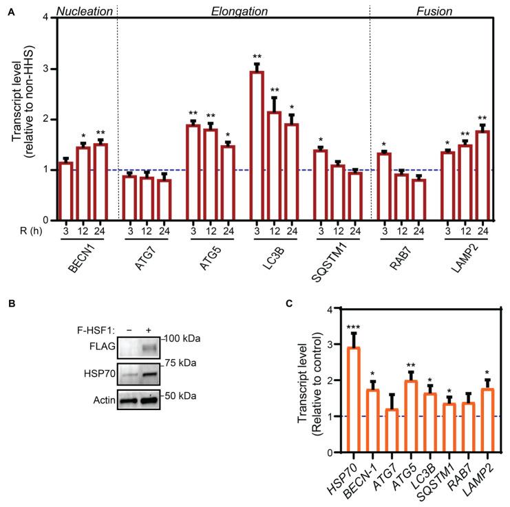 https://cdn.ncbi.nlm.nih.gov/pmc/blobs/5517/9179435/5aef8210e642/cells-11-01778-g002.jpg