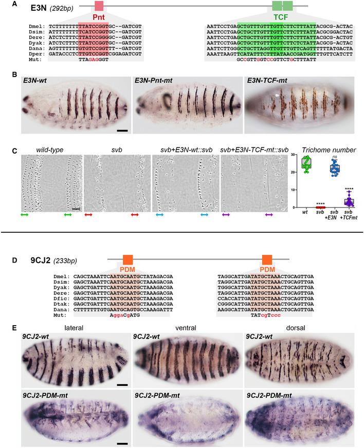 https://cdn.ncbi.nlm.nih.gov/pmc/blobs/5518/7883054/50c4b6127405/EMBJ-40-e104347-g009.jpg