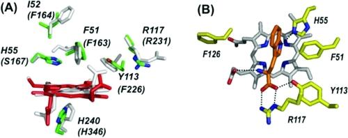 https://cdn.ncbi.nlm.nih.gov/pmc/blobs/551b/3092302/8292c8e742f2/bi-2010-01732n_0009.jpg