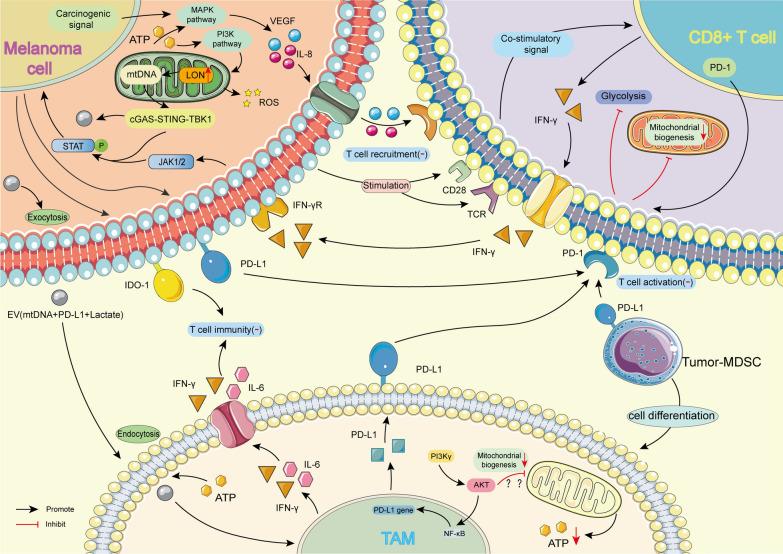 https://cdn.ncbi.nlm.nih.gov/pmc/blobs/551c/10207731/d46f3841ee91/12967_2023_4200_Fig4_HTML.jpg