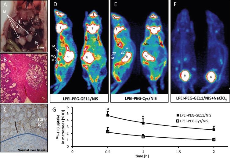 https://cdn.ncbi.nlm.nih.gov/pmc/blobs/551c/5696174/0a47aebe3481/oncotarget-08-92195-g002.jpg