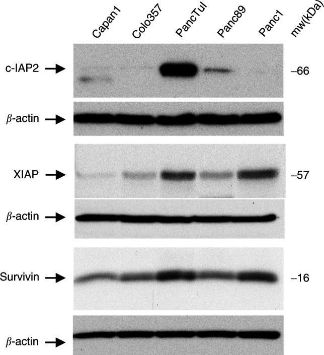 https://cdn.ncbi.nlm.nih.gov/pmc/blobs/551d/2394395/7fac2f93743b/89-6601330f5.jpg