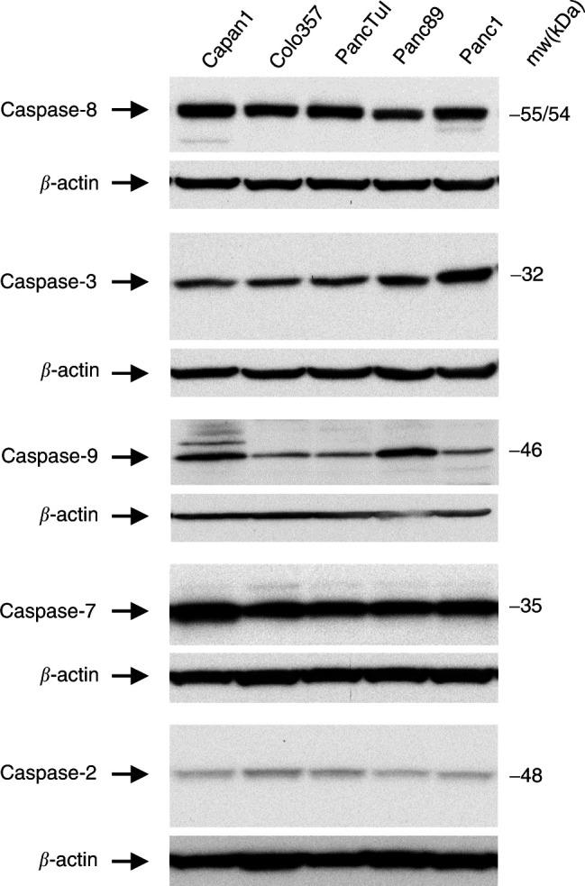 https://cdn.ncbi.nlm.nih.gov/pmc/blobs/551d/2394395/a9749c95f09f/89-6601330f2.jpg