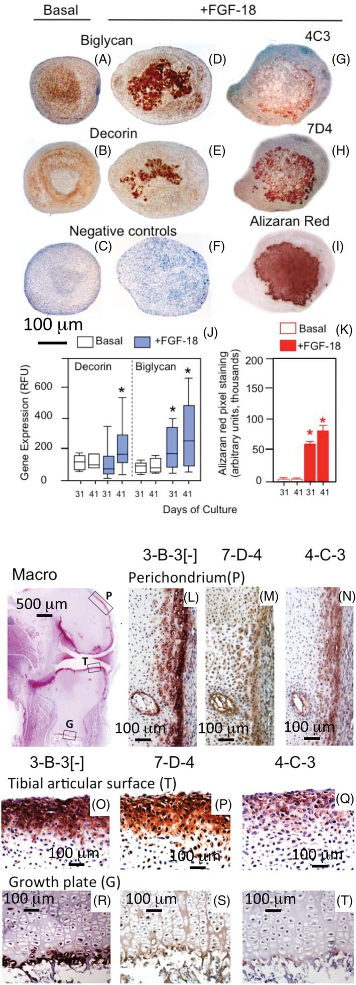 https://cdn.ncbi.nlm.nih.gov/pmc/blobs/551d/6381390/3eb73ac0bbfc/STEM-36-1475-g005.jpg