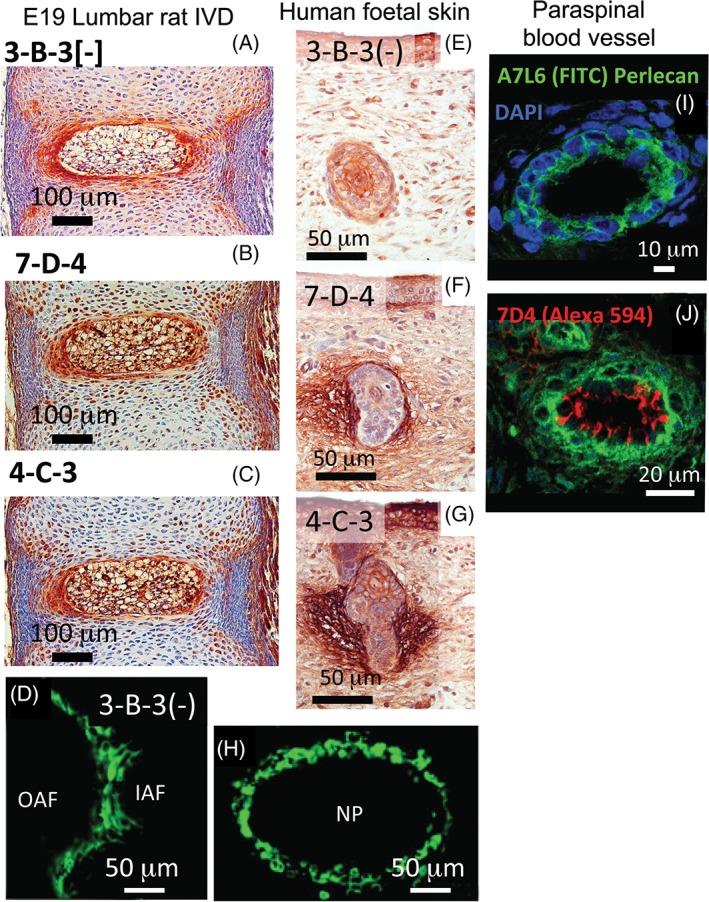 https://cdn.ncbi.nlm.nih.gov/pmc/blobs/551d/6381390/ded30b36e0c4/STEM-36-1475-g002.jpg