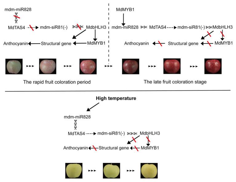 https://cdn.ncbi.nlm.nih.gov/pmc/blobs/5520/7774908/46e76880014e/fpls-11-608109-g006.jpg