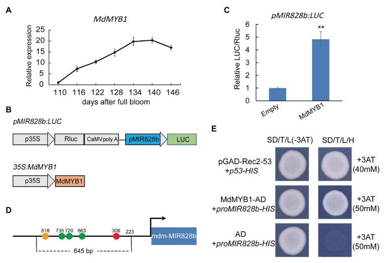 https://cdn.ncbi.nlm.nih.gov/pmc/blobs/5520/7774908/511157c39c11/fpls-11-608109-g004.jpg
