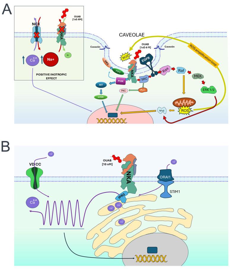 https://cdn.ncbi.nlm.nih.gov/pmc/blobs/5521/11172918/1195d8cd9682/ijms-25-06122-g003.jpg