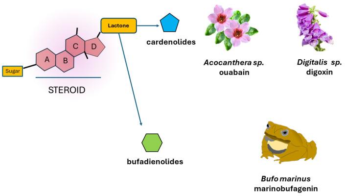 https://cdn.ncbi.nlm.nih.gov/pmc/blobs/5521/11172918/c75125e4fb96/ijms-25-06122-g002.jpg