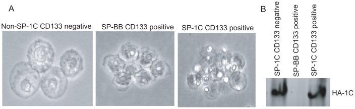https://cdn.ncbi.nlm.nih.gov/pmc/blobs/5522/4090148/94c5f2f4da9e/pone.0101679.g003.jpg