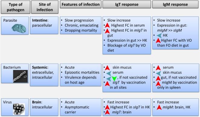 https://cdn.ncbi.nlm.nih.gov/pmc/blobs/5524/5186763/f2f1c820871d/fimmu-07-00637-g008.jpg