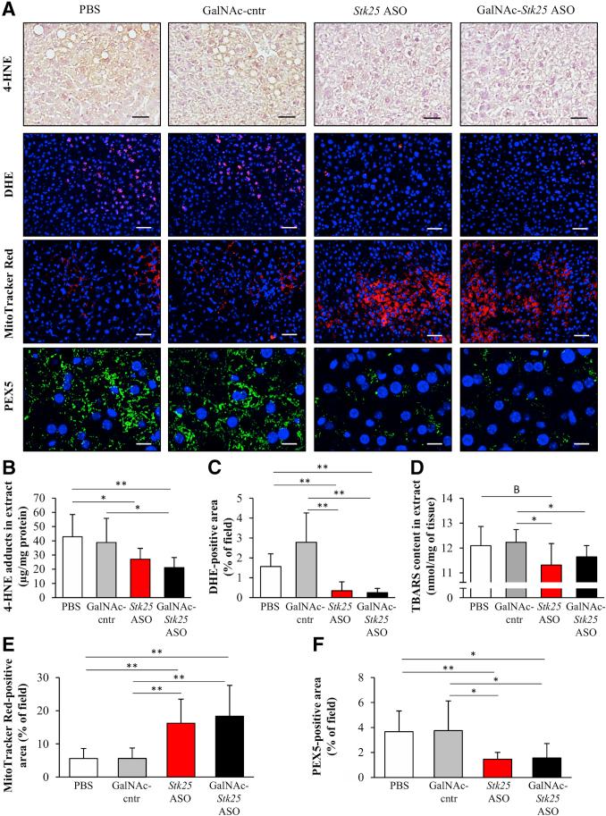https://cdn.ncbi.nlm.nih.gov/pmc/blobs/5525/6411916/356f0a6ec621/gr12.jpg