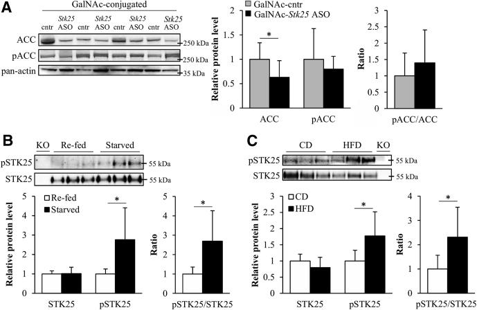 https://cdn.ncbi.nlm.nih.gov/pmc/blobs/5525/6411916/436297aa83f2/gr13.jpg