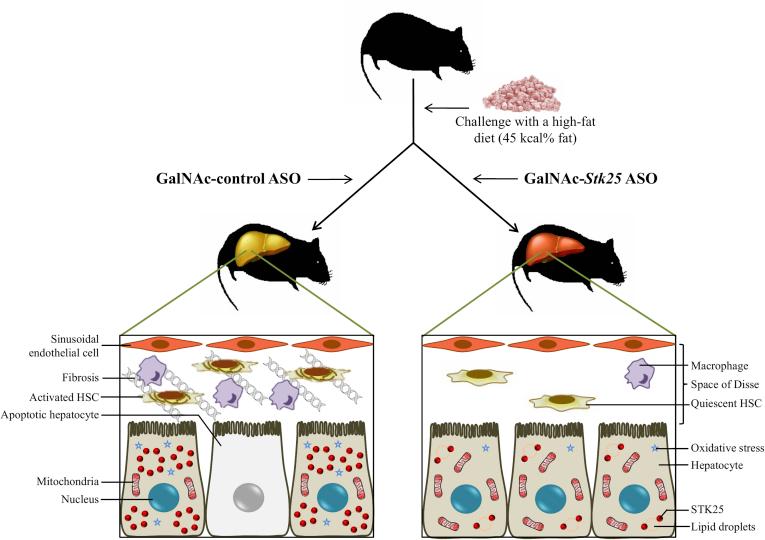 https://cdn.ncbi.nlm.nih.gov/pmc/blobs/5525/6411916/7d54d9f719bb/gr14.jpg