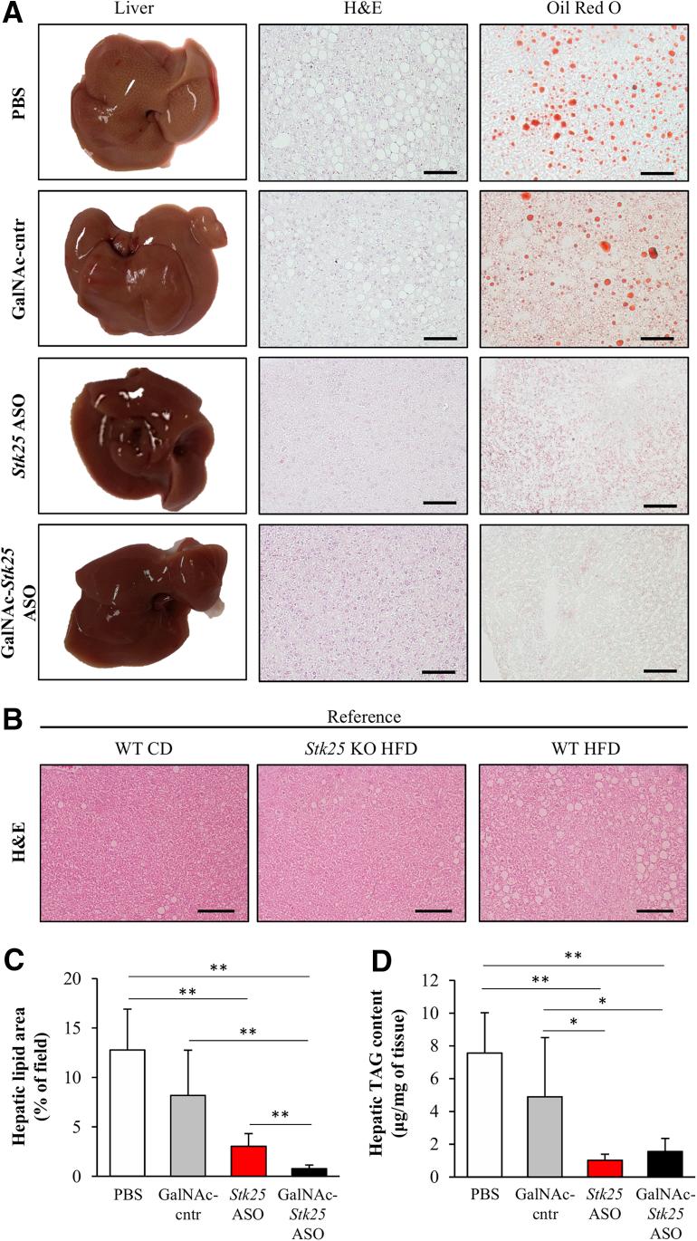 https://cdn.ncbi.nlm.nih.gov/pmc/blobs/5525/6411916/8bc0a0f0c424/gr6.jpg