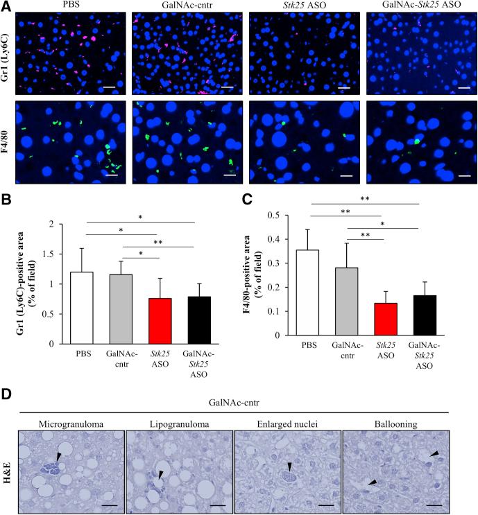 https://cdn.ncbi.nlm.nih.gov/pmc/blobs/5525/6411916/b5111f0a88f1/gr7.jpg