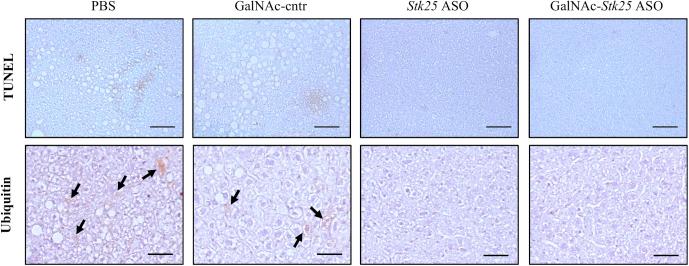 https://cdn.ncbi.nlm.nih.gov/pmc/blobs/5525/6411916/e7741c539d8c/gr10.jpg