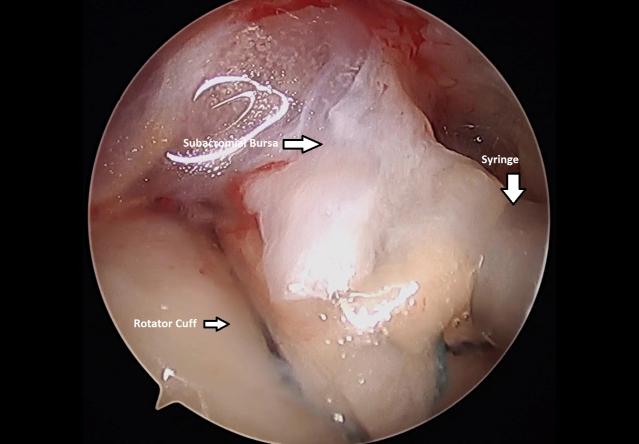 https://cdn.ncbi.nlm.nih.gov/pmc/blobs/5529/7587230/a8e5d54d2bdd/gr12.jpg