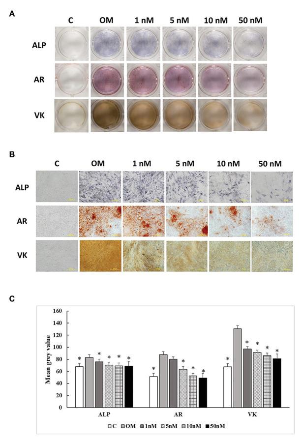 https://cdn.ncbi.nlm.nih.gov/pmc/blobs/552a/7882605/5fcab46efd64/fphys-12-479596-g005.jpg