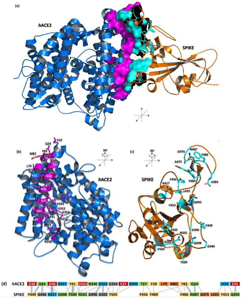 https://cdn.ncbi.nlm.nih.gov/pmc/blobs/552c/11504900/61cd9e3261ee/biomedicines-12-02361-g001.jpg