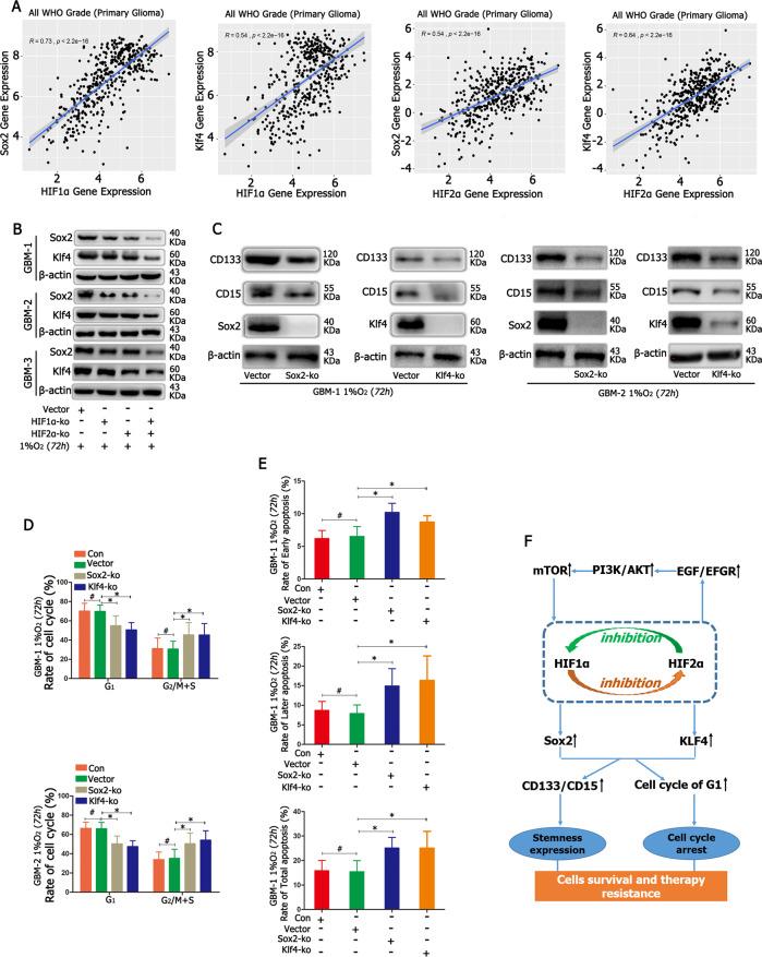 https://cdn.ncbi.nlm.nih.gov/pmc/blobs/552d/7990922/bbc3b2c7c80d/41419_2021_3598_Fig6_HTML.jpg