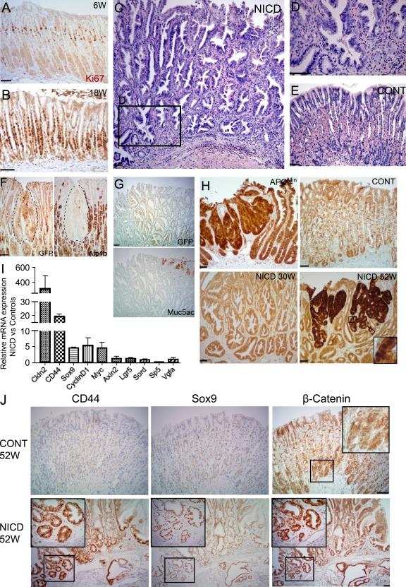 https://cdn.ncbi.nlm.nih.gov/pmc/blobs/5531/3137787/1a6e5e81ed84/JEM_20101737_RGB_Fig5.jpg