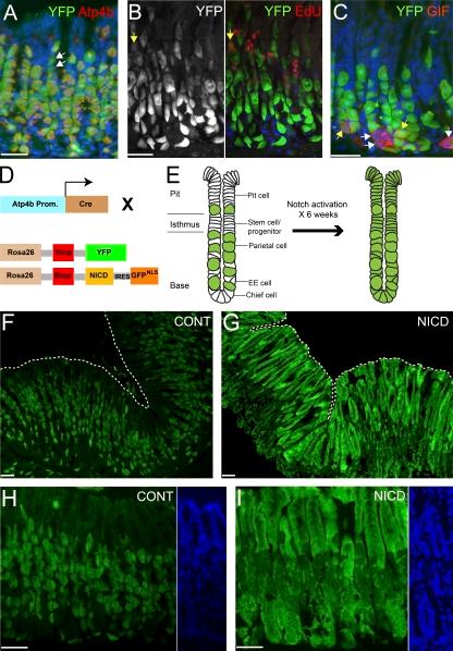 https://cdn.ncbi.nlm.nih.gov/pmc/blobs/5531/3137787/c8fbec3f49c7/JEM_20101737_RGB_Fig3.jpg