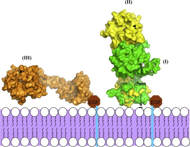 https://cdn.ncbi.nlm.nih.gov/pmc/blobs/5535/7129284/1e31432cac42/gr6_lrg.jpg