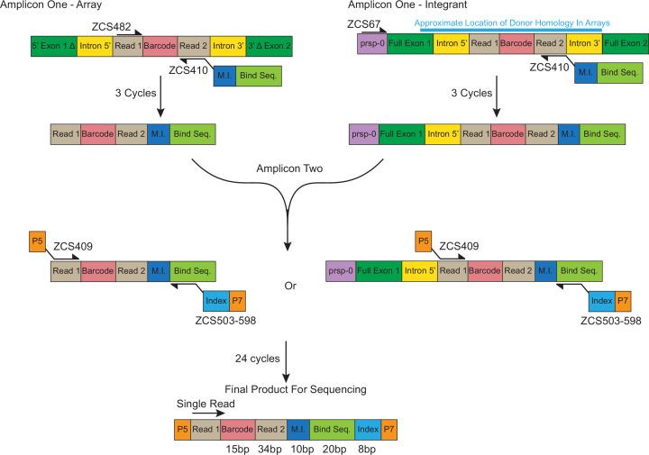 https://cdn.ncbi.nlm.nih.gov/pmc/blobs/5536/10328503/9471bb4dc7c5/elife-84831-fig2-figsupp1.jpg