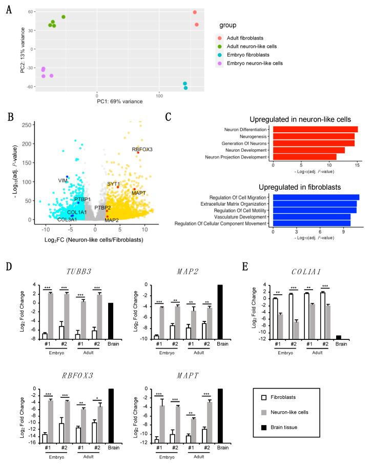 https://cdn.ncbi.nlm.nih.gov/pmc/blobs/5539/7822173/6d86b0ce878e/cells-10-00006-g004.jpg