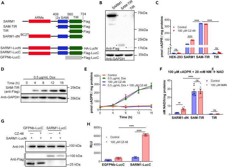 https://cdn.ncbi.nlm.nih.gov/pmc/blobs/553a/6531917/1ee58aa46a49/gr5.jpg