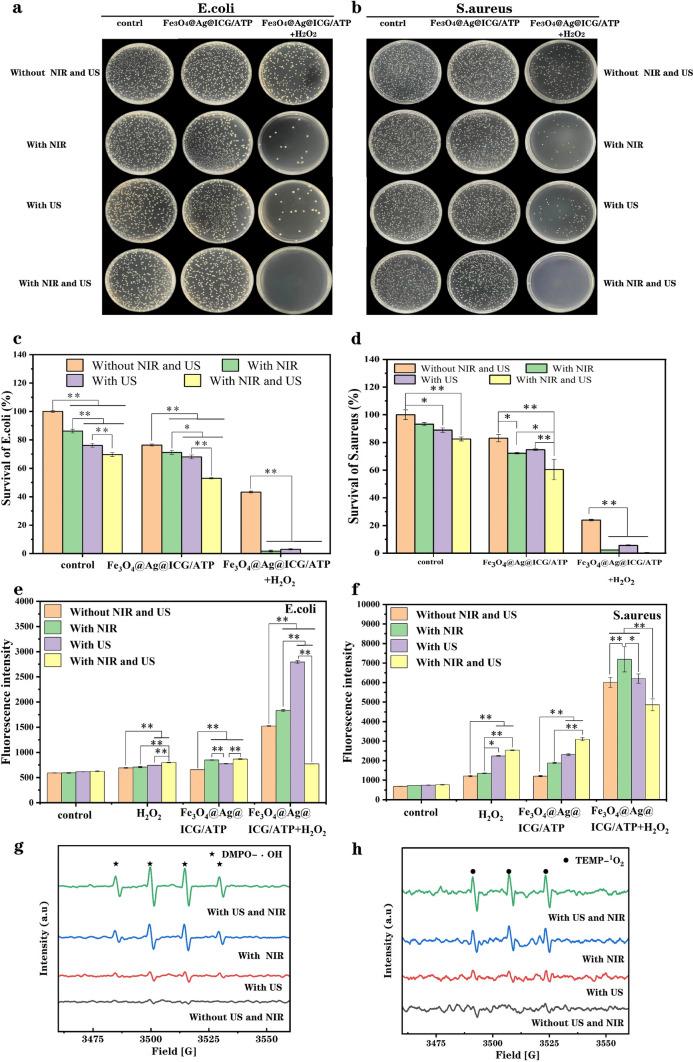 https://cdn.ncbi.nlm.nih.gov/pmc/blobs/553e/11937479/e27e8bdeb3dd/11671_2025_4232_Fig5_HTML.jpg