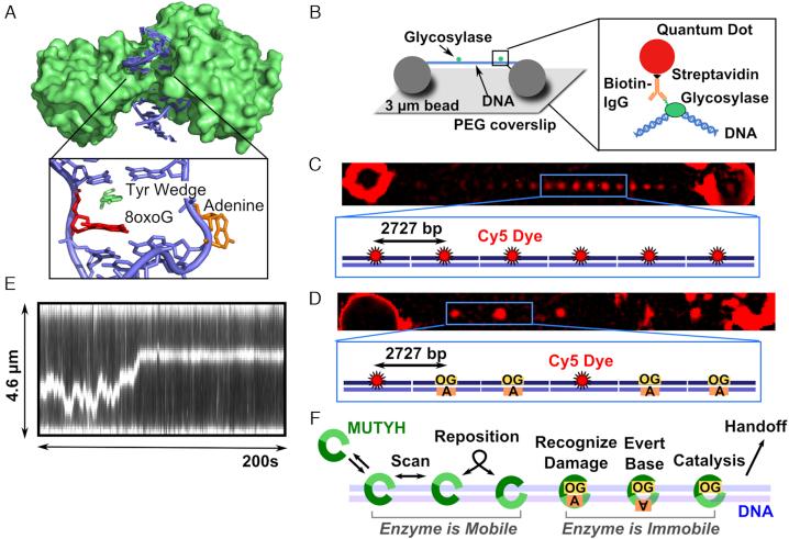 https://cdn.ncbi.nlm.nih.gov/pmc/blobs/553e/6451117/86a3ef225e6b/gkz045fig1.jpg